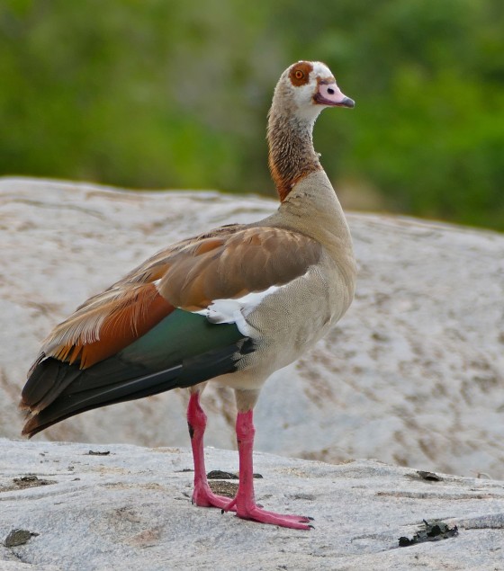 <em>Egyptian goose Alopochen aegyptiacus</em>