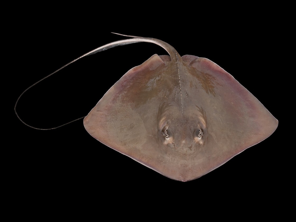 <em>Dasyatis americana</em>
