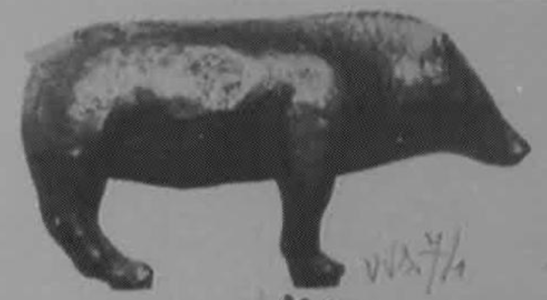 <em> Sanglier (volé)</em> <br>fin VIe siècle avant J.-C.